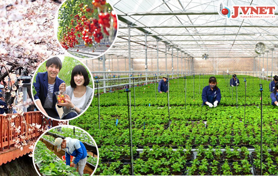 các đơn hàng đi Nhật 2020
