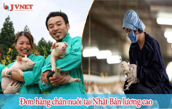 đơn hàng chăn nuôi tại Nhật