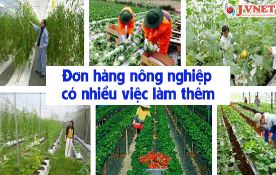 Có nên CHỌN đơn hàng nông nghiệp Nhật Bản-2