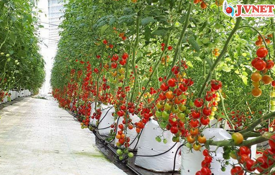 Có nên CHỌN đơn hàng nông nghiệp Nhật Bản-3