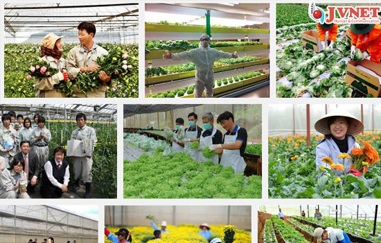 Có nên CHỌN đơn hàng nông nghiệp Nhật Bản-6