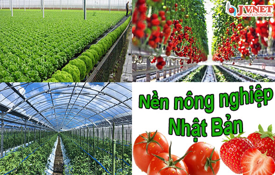 Đơn hàng nông nghiệp tại Nhật Bản-2
