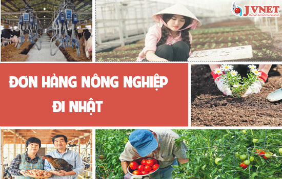 Đơn hàng nông nghiệp tại Nhật Bản-3